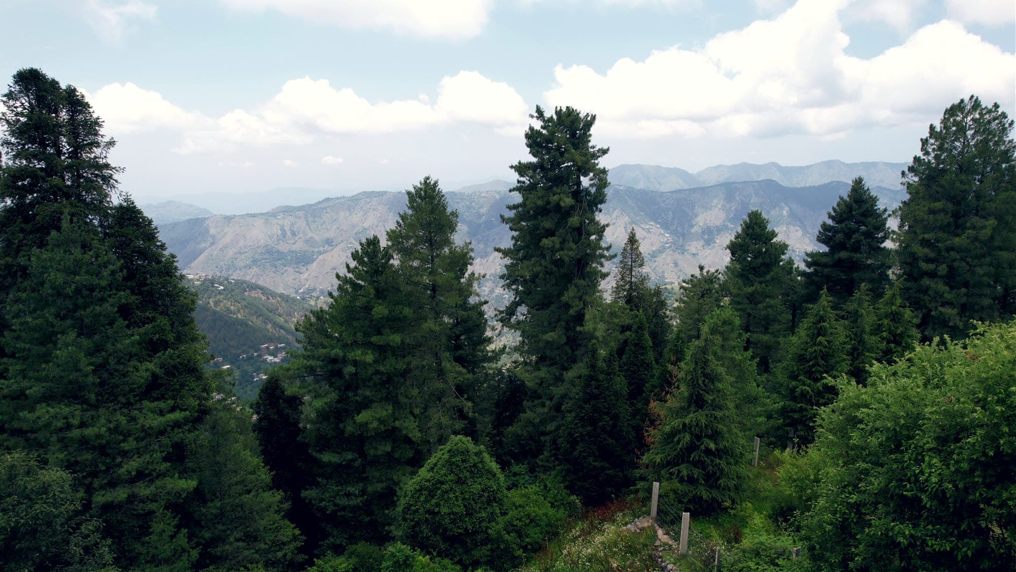 Pine forest above the Galiyat hills
