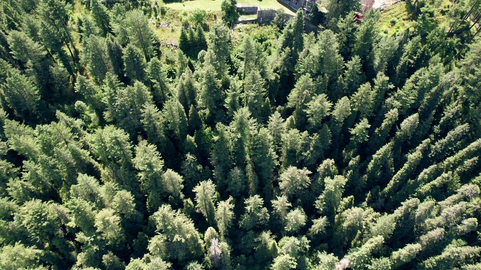 Pine canopy seen from above