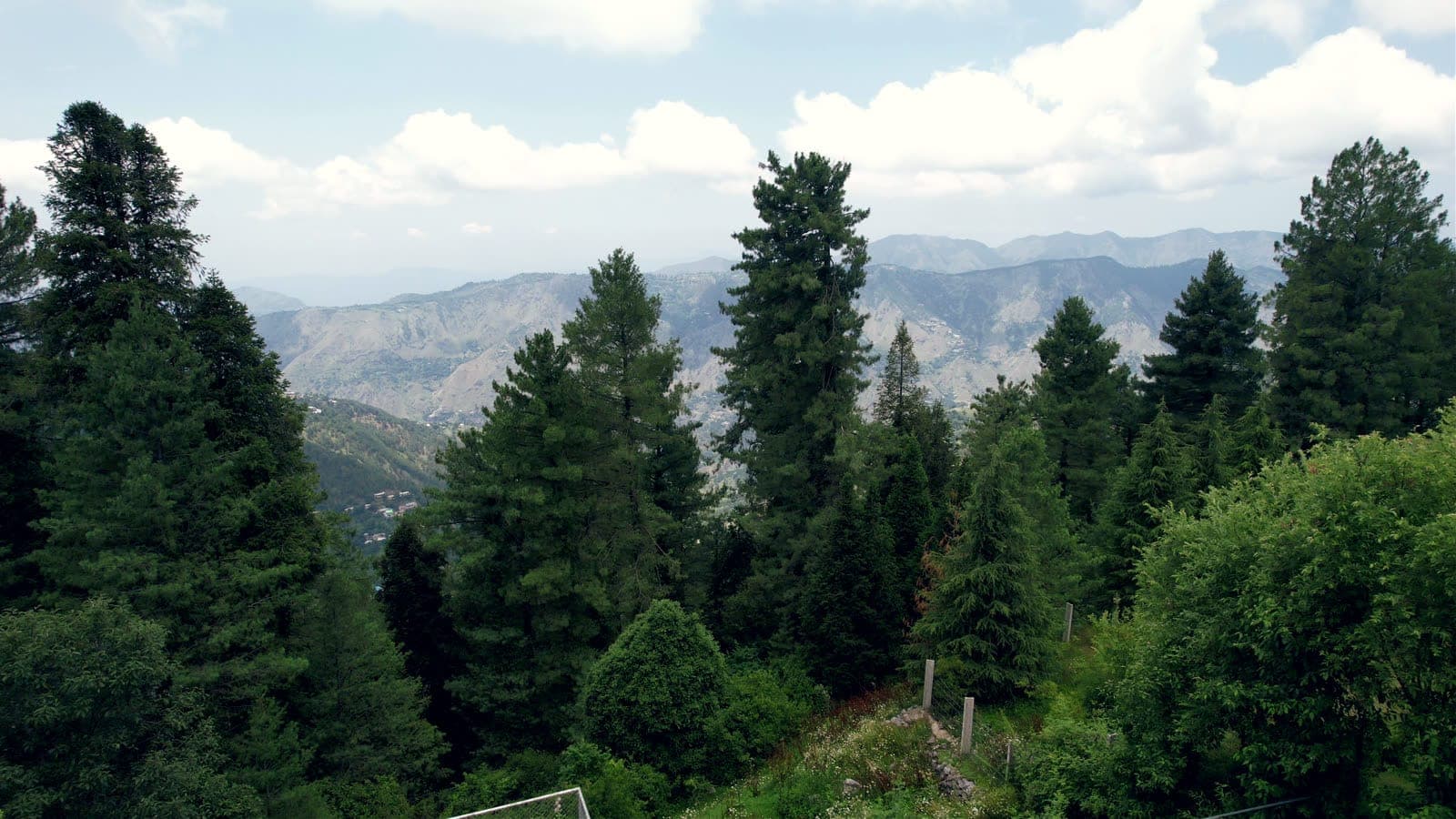View across the pines to the Galiyat hills